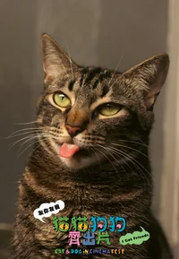 Cat Video Fest 2026 (Cat & Dog)
