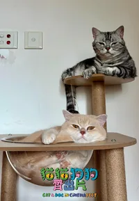 Cat Video Fest HK 2026 (Cat & Dog)